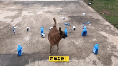 警犬帮训导员选福利拿了两卷卫生纸警犬：知道你单身缺纸