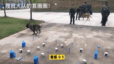 警犬帮训导员选福利拿了两卷卫生纸警犬：知道你单身缺纸