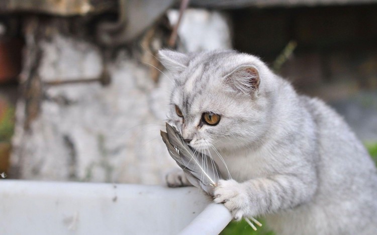 猫咪毛球症怎么办