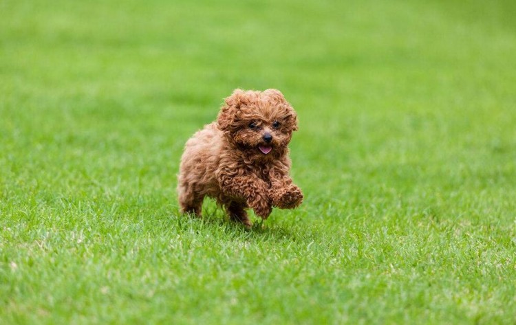 九项实用的经验总结让你更懂泰迪犬！