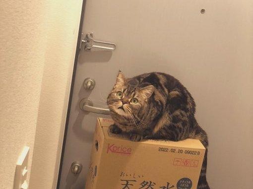 猫咪发现主人偷吃猫粮一脸惊讶：我看到了什么