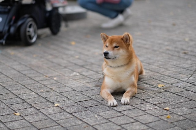 为何要养柴犬，柴犬有什么特点？